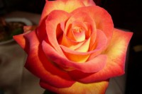 /album/galleria-fotografica/mstake-rose-jpg/